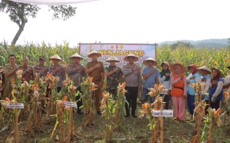 Dukung Ketahanan Pangan Nasional, Polresta Bandar Lampung Panen Jagung