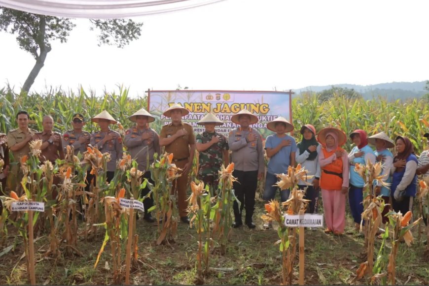 Dukung Ketahanan Pangan Nasional, Polresta Bandar Lampung Panen Jagung