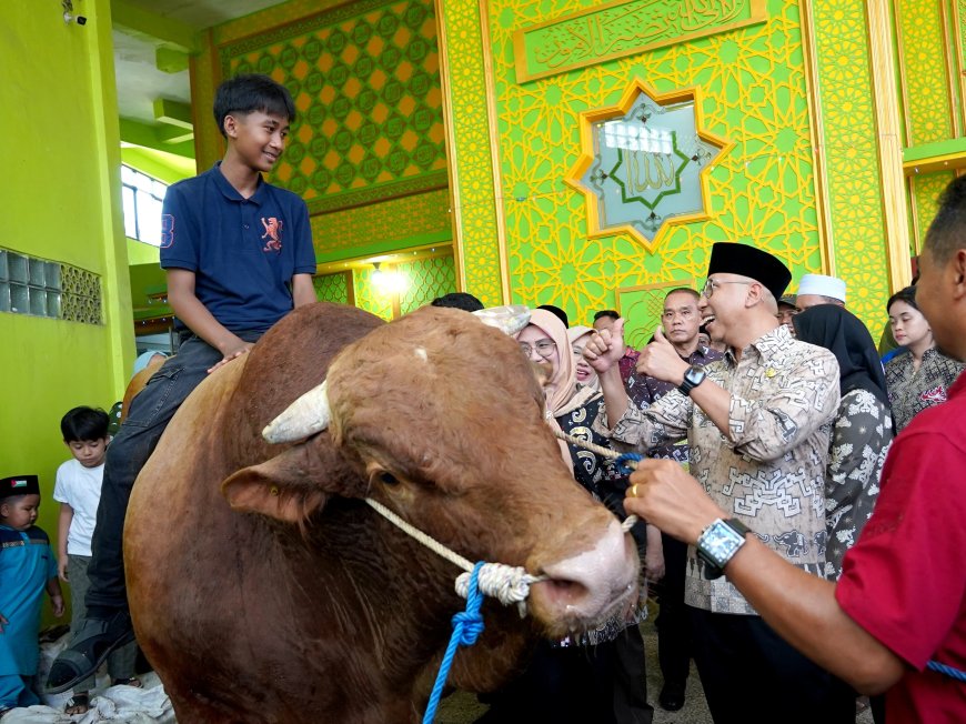 Gubernur Lampung Serahkan Bentuan Sapi Kurban dari Presiden RI