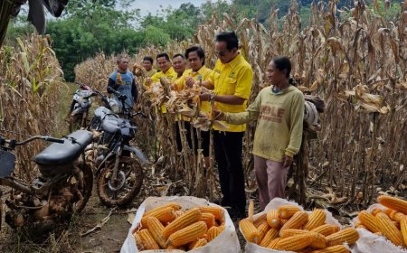 DPD Partai Golkar Kabupaten Way Kanan Hadir Panen Raya Jagung di Kecamatan Baradatu