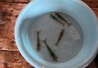 Dosen Polinela Uji Bahan Bioaktif Kerang Hijau untuk Tingkatkan Efisiensi Pakan Udang Vaname.
