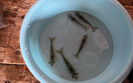 Dosen Polinela Uji Bahan Bioaktif Kerang Hijau untuk Tingkatkan Efisiensi Pakan Udang Vaname.
