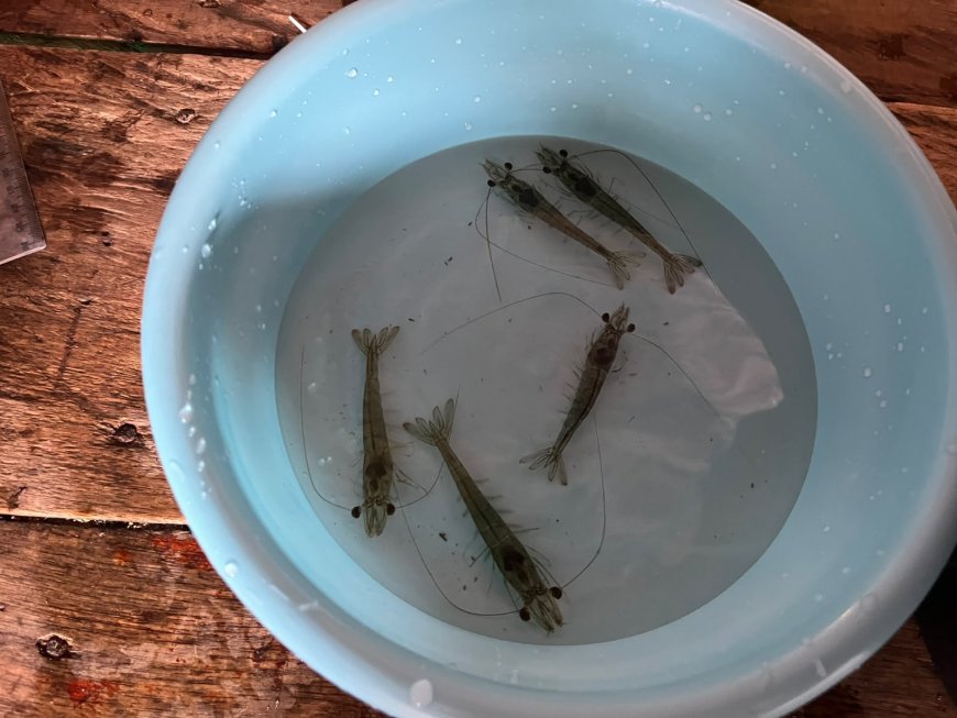 Dosen Polinela Uji Bahan Bioaktif Kerang Hijau untuk Tingkatkan Efisiensi Pakan Udang Vaname.